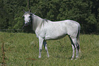 Arabian Horse