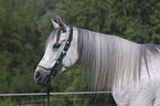 Arabian Horse