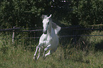 Arabian Horse