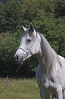 Arabian Horse