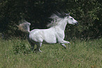 Arabian Horse