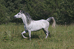 Arabian Horse