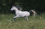 Arabian Horse