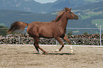 running arabian horse