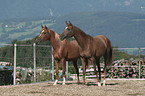 arabian horses