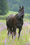 arabian horse