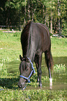 black arabian horse