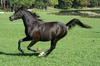 running arabian horse