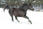 running arabian horse