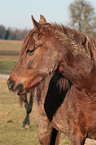 arabian horse on meadow