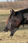 yawning horse