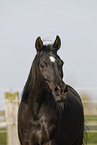 black arabian horse