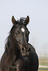 black arabian horse