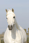 arabian horse portrait