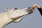 arabian horse portrait