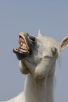 arabian horse portrait