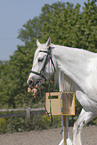 retrieving horse