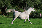 running arabian horse