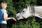 arabian horse portrait