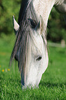 grazing arabian horse