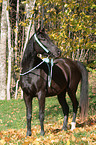 black Arabian Horse