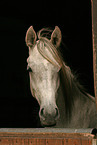 arabian horse in stable