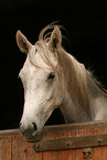 arabian horse in stable