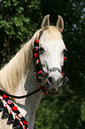 arabian horse