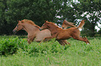 galloping arabian horses