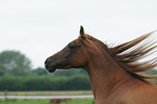 arabian horse portrait