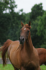 arabian horse portrait