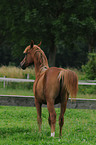 trotting arabian horse