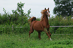 galloping arabian horse