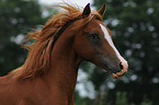 arabian horse portrait