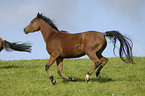 galloping arabian horse