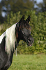 arabian horse portrait