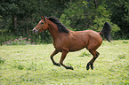 running Arabian Horse