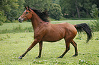 running Arabian Horse