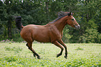 running Arabian Horse