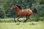 running Arabian Horse