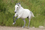 galloping arabian horse