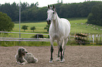 arabian horse