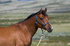 arabian horse portrait