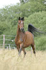 trotting arabian horse