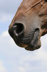 arabian horse mouth