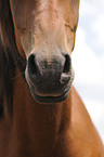 arabian horse mouth