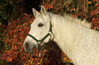 arabian horse portrait