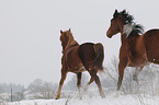 trotting horses