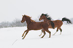 galloping horses