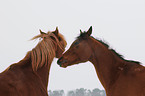 2 horses